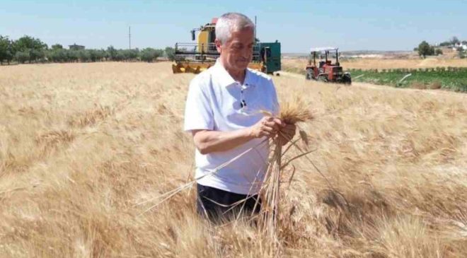 Şahinbey’de Topraktan Bereket Fışkırdı! Başkan Tarlaya İndi, Rekor Hasadı Müjdeledi