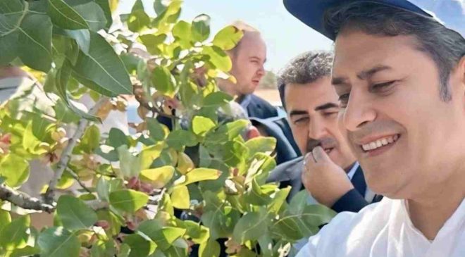 Ali Şahin Duyurdu: “Fıstık Hırsızlarına Karşı Seferberlik İlan Ediyoruz”
