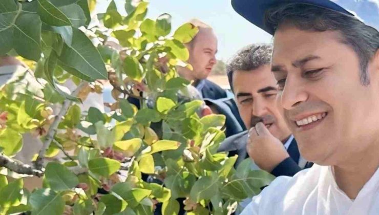 Ali Şahin Duyurdu: “Fıstık Hırsızlarına Karşı Seferberlik İlan Ediyoruz”