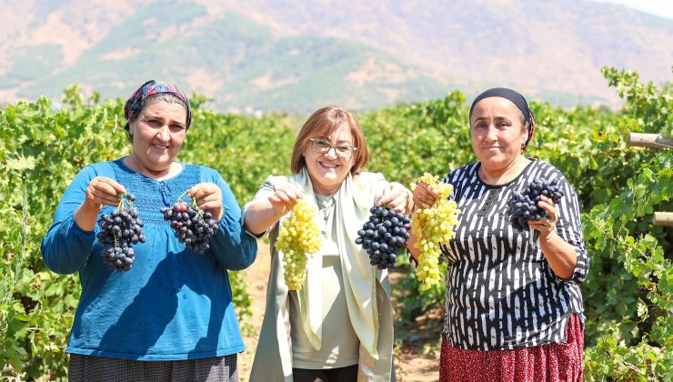 BAŞKAN ŞAHİN ÜZÜM HASADINA KATILDI