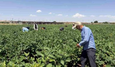 Gaziantep’te Dev Hasad Başladı