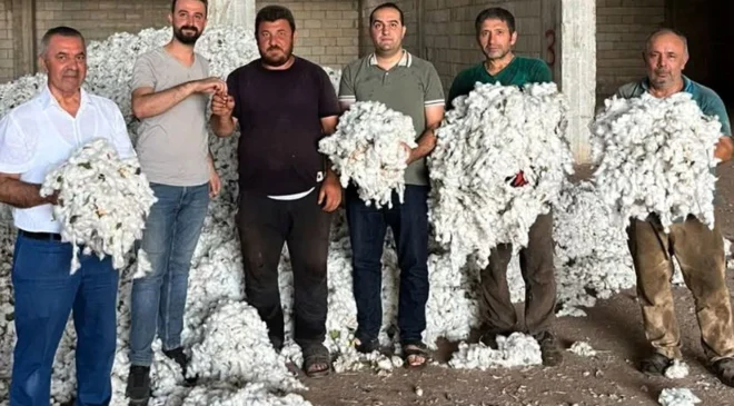 Gaziantep’te pamuk üreticisi hasat mesaisine başladı