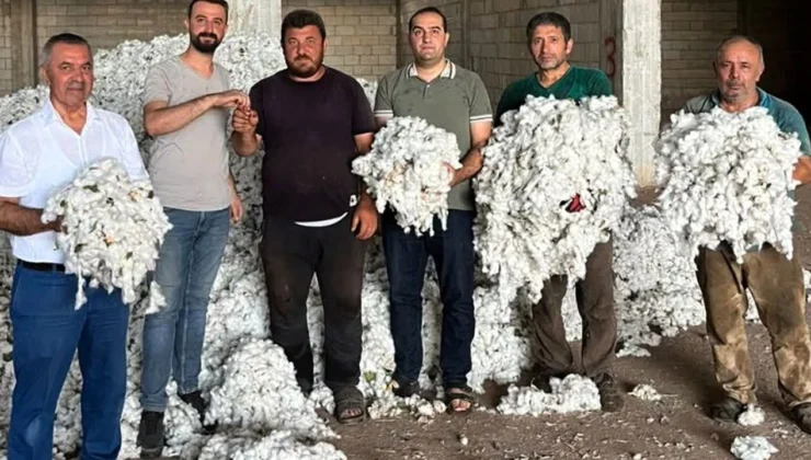 Gaziantep’te pamuk üreticisi hasat mesaisine başladı