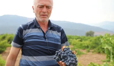 Gaziantep’te üzüm hasadı başladı, fiyatı belli oldu