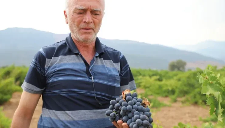Gaziantep’te üzüm hasadı başladı, fiyatı belli oldu