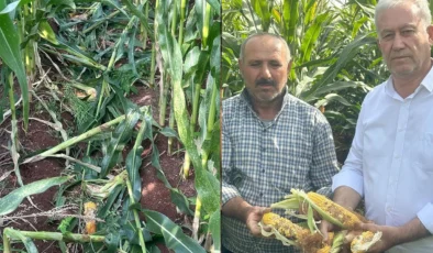 Hasat öncesi Araban’da büyük tehlike