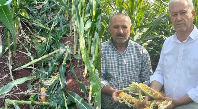 Hasat öncesi Araban’da büyük tehlike