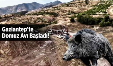Gaziantep’te Domuz Avı Başladı!