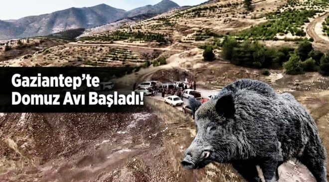 Gaziantep’te Domuz Avı Başladı!