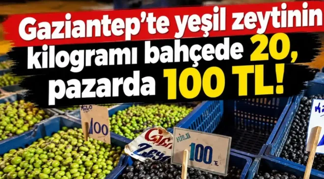 Gaziantep’te ‘YEŞİL ZEYTİN’ oyunu! Tarlada 20 TL…